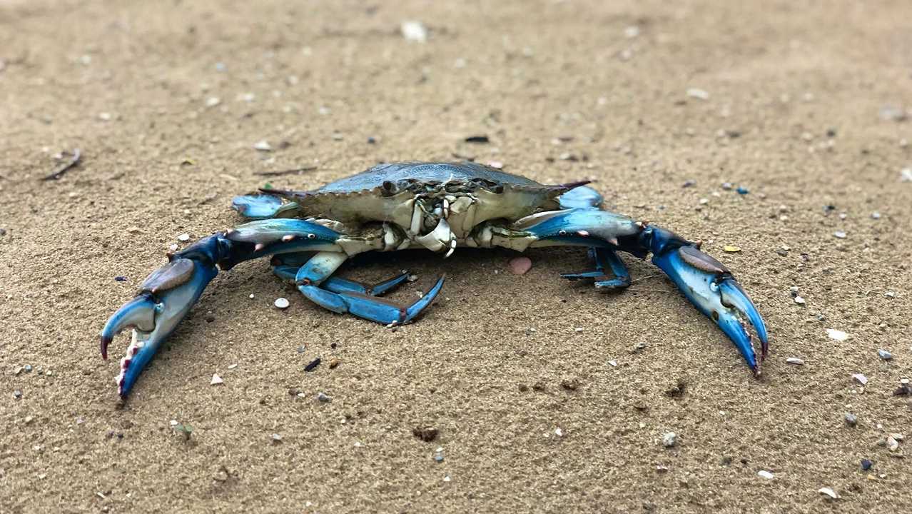 Il granchio blu ora si usa anche per il pet food