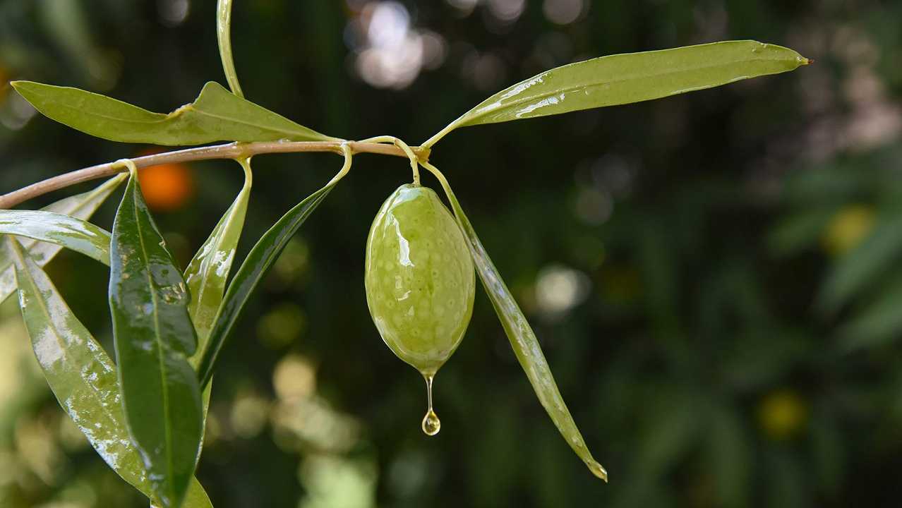 Il brand di olio palestinese che è cresciuto del 50% grazie alla solidarietà degli inglesi