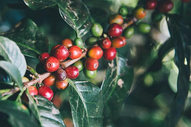 arabica caffè pianta 