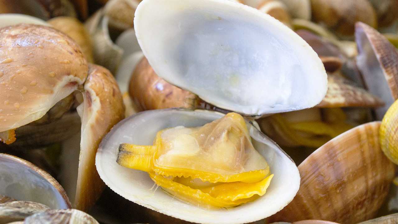 Le vongole crude si possono mangiare? i rischi e le regole da seguire