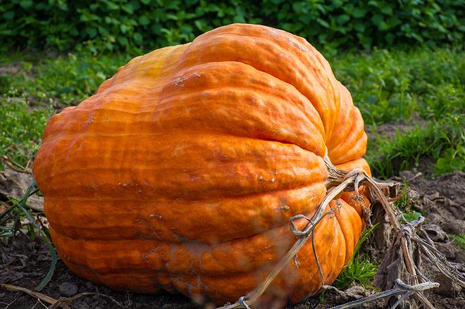 zucca gigante