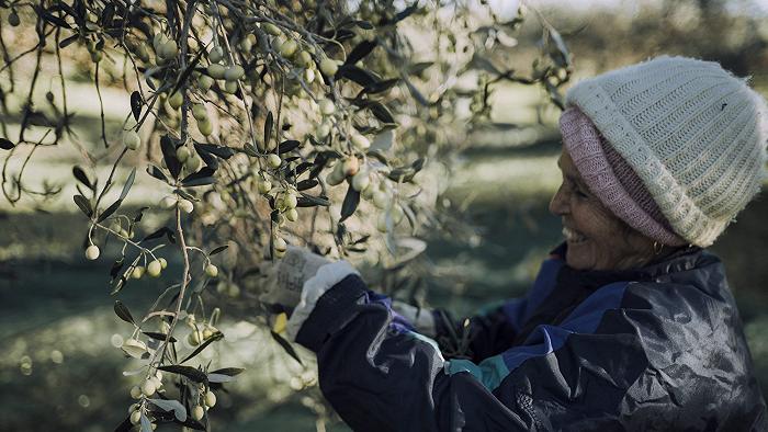Imparare a riconoscere e degustare l’olio attraverso le cultivar sarde: ora c’è un libro dedicato