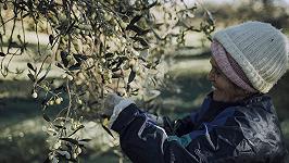 Imparare a riconoscere e degustare l’olio attraverso le cultivar sarde: ora c’è un libro dedicato