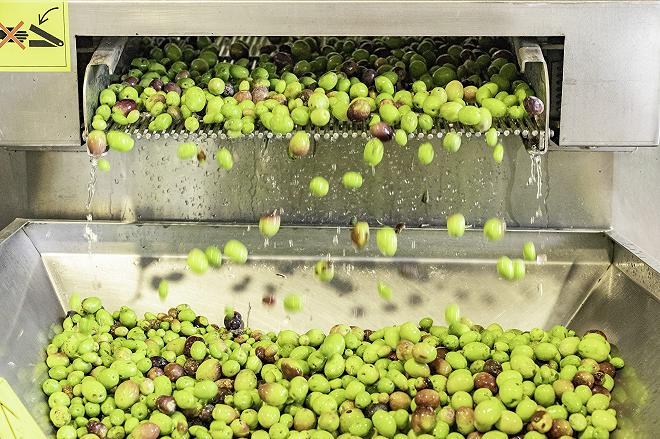 produzione olio sardo