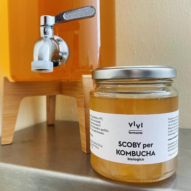 scoby kombucha vivi ferments