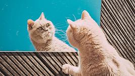 L’Ozempic per gatti potrebbe presto essere realtà