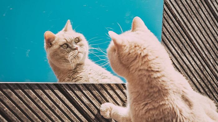 L’Ozempic per gatti potrebbe presto essere realtà