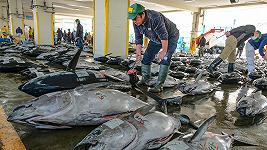 L’asta del tonno più famosa del mondo ha un nuovo record
