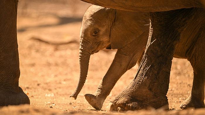 Mangiare elefanti ci ha reso uomini moderni?