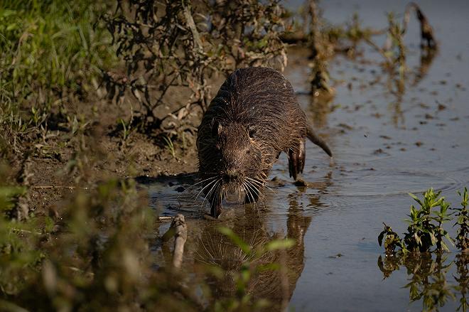 nutria