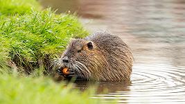 E se per contenere le nutrie facessimo come per il granchio blu e le cucinassimo?