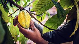 Come l’industria del cioccolato sostituirà il cacao