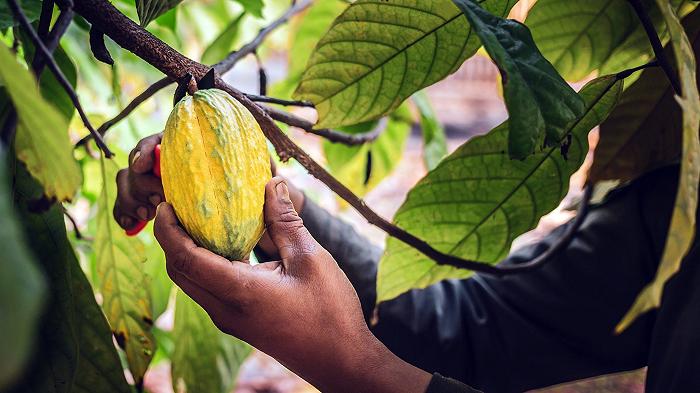 Come l’industria del cioccolato sostituirà il cacao