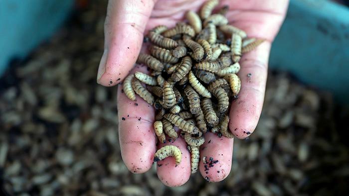 Fallisce l’azienda di insetti che piaceva a Robert Downey Jr.: abbiamo discusso per niente?