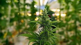 La cannabis legale tra panini, senape e caviale