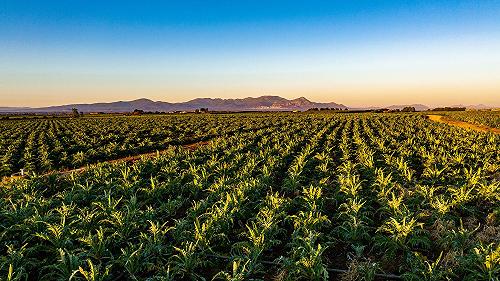 Il Carciofo Violetto di Samassi, l’altro carciofo sardo da conoscere e assaggiare