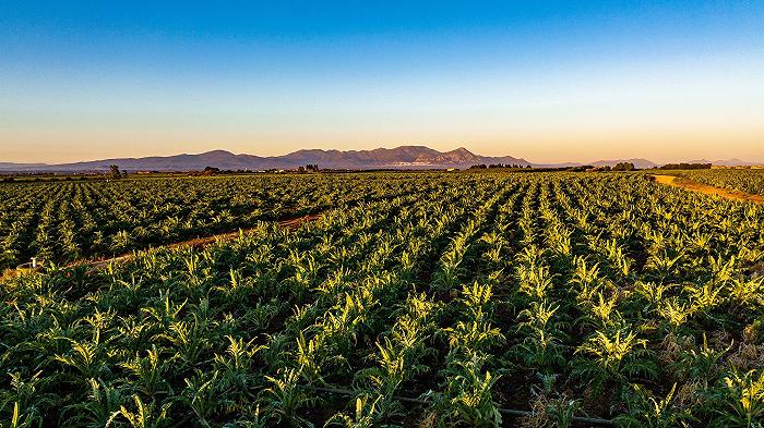 Il Carciofo Violetto di Samassi, l’altro carciofo sardo da conoscere e assaggiare