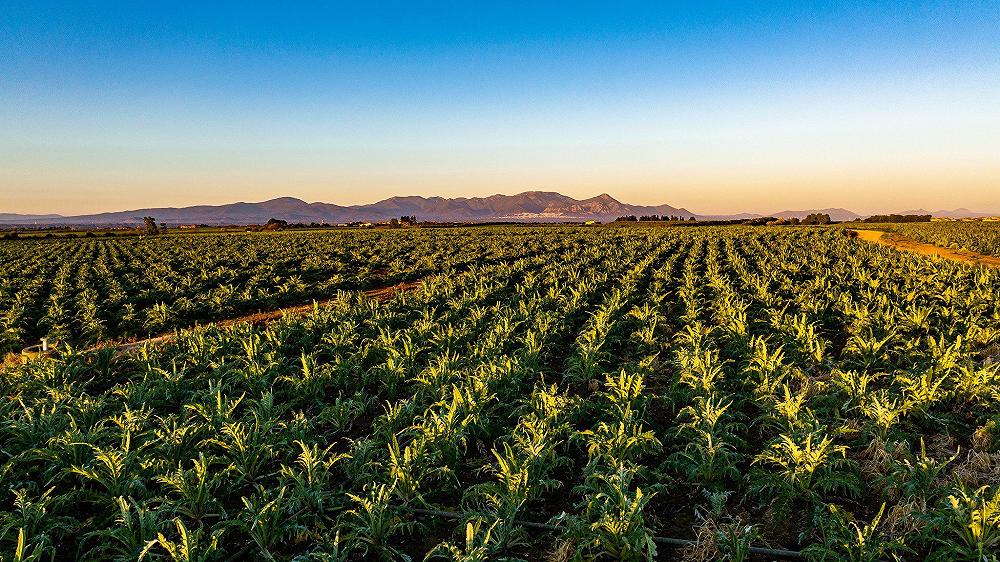 Il Carciofo Violetto di Samassi, l’altro carciofo sardo da conoscere e assaggiare