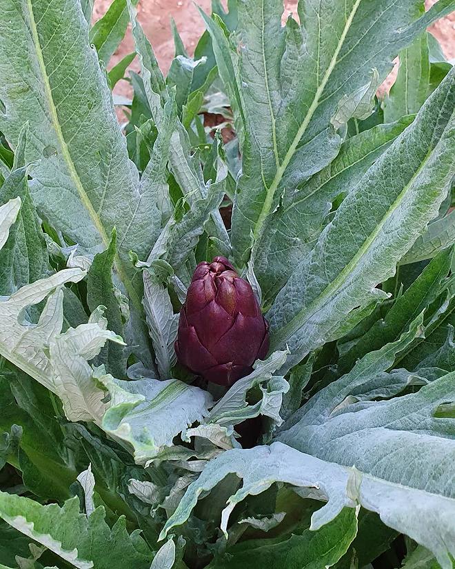 violetto di samassi in camp