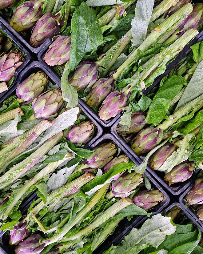 violetto di samassi raccolto