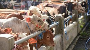 L’80% dei fondi UE destinati all’agricoltura vanno ancora a carne e latticini