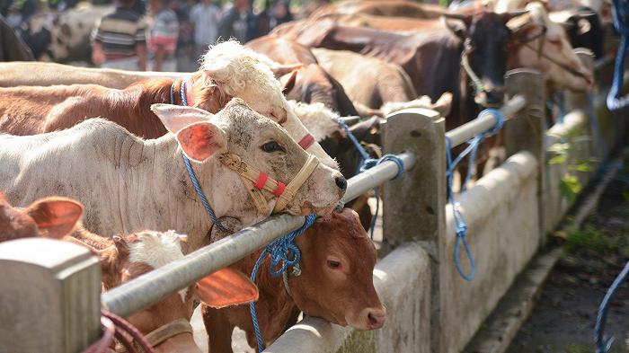 L’80% dei fondi UE destinati all’agricoltura vanno ancora a carne e latticini
