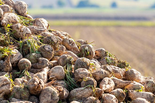 barbabietola da zucchero