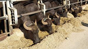 C’è un allevamento che sta facendo ascoltare Sanremo agli animali per capirne gli effetti