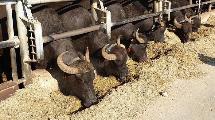 C’è un allevamento che sta facendo ascoltare Sanremo agli animali per capirne gli effetti