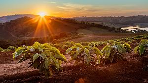 Per quanti anni potremmo ancora permetterci una tazza di caffè prima che diventi troppo caro?