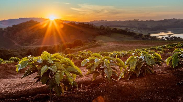 Per quanti anni potremmo ancora permetterci una tazza di caffè prima che diventi troppo caro?