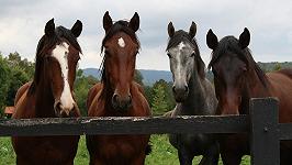 Siamo certi di voler rinunciare alla carne di cavallo?