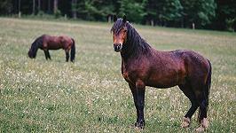 In Italia si mangia sempre meno carne di cavallo (e presto potrebbe essere vietata)