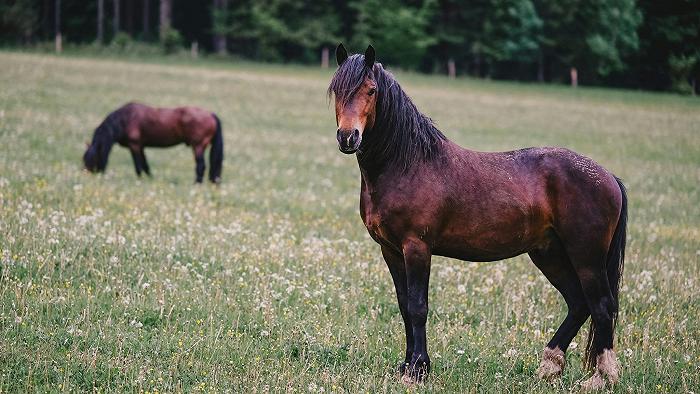 In Italia si mangia sempre meno carne di cavallo (e presto potrebbe essere vietata)