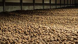 L’ Europa produce troppe patate, ma le patatine fritte restano care