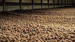 L’ Europa produce troppe patate, ma le patatine fritte restano care