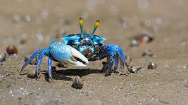 Come i granchi peggiorano il problema delle microplastiche