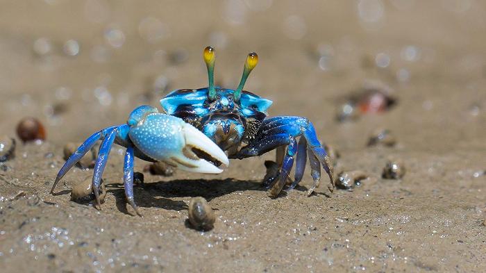 Come i granchi peggiorano il problema delle microplastiche