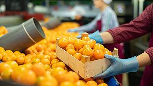 L’export agricolo di Israele è al collasso