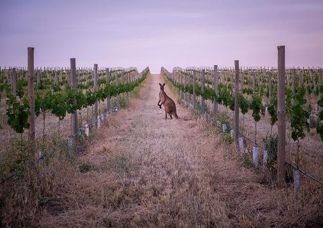 vigne australia canguro