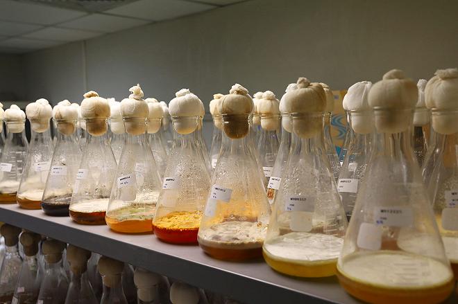 fermentazione fungina