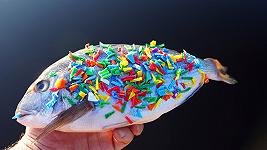 Le microplastiche sono arrivate anche ai pesci dei paradisi tropicali