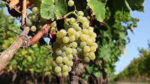 La Malvasia dai giovani produttori piacentini: perché partecipare a Innesti