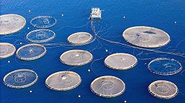 In Italia abbiamo troppo pochi allevamenti di pesce?