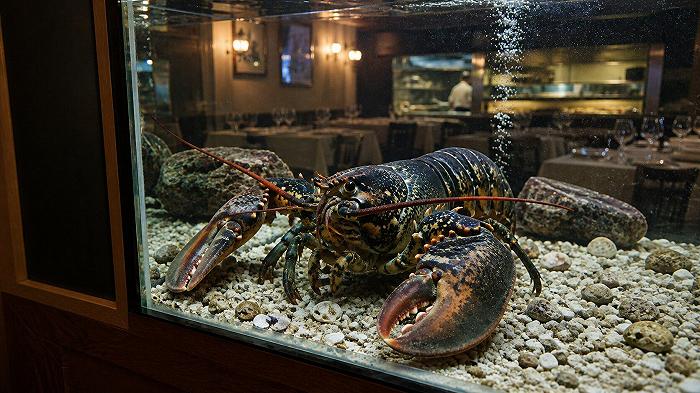 Perché comprare astici al ristorante e liberarli in mare non è un’idea geniale