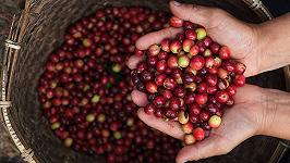 Il piano di Nestlé per migliorare le condizioni dei coltivatori di caffè