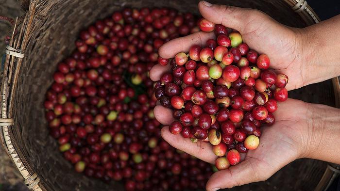 Il piano di Nestlé per migliorare le condizioni dei coltivatori di caffè