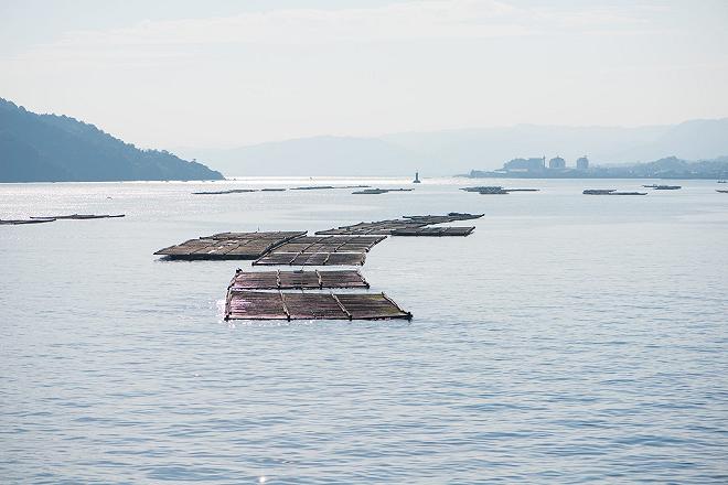 coltura di ostriche a hiroshima