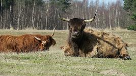 Nel Kent hanno nascosto delle mucche per proteggerle dagli influencer