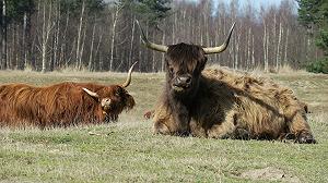 Nel Kent hanno nascosto delle mucche per proteggerle dagli influencer